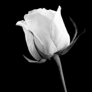 Team Page: ·~: Team Princess Priscilla :~·